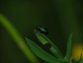 /album/coleoptera/chrysomela-menthastri-chrysolina-herbacea-3-jpg/